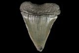 Fossil Mako Shark Tooth - Georgia #75011-1